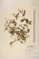 粗毛小米菊藏品圖，第1張