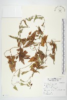 打碗花藏品圖，第1張