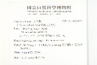 打碗花藏品圖，第2張