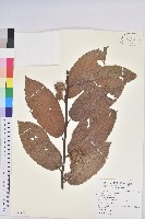 板栗藏品圖，第1張