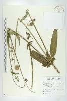 川續斷藏品圖，第1張