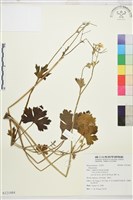 登錄號:S121484藏品圖，第1張