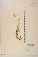 鼠麴草藏品圖，第1張