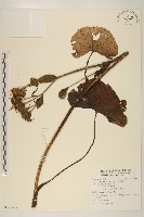 齒葉橐吾藏品圖，第1張