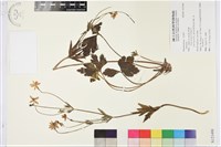 登錄號:S121498藏品圖，第1張