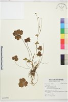 登錄號:S121502藏品圖，第1張