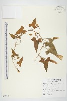 打碗花藏品圖，第1張