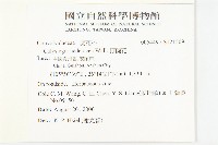 打碗花藏品圖，第2張