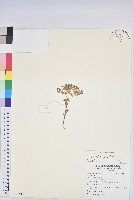 荸艾類大戟藏品圖，第1張