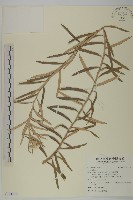 登錄號:S121516藏品圖，第1張