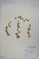 普刺特草藏品圖，第1張