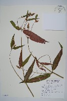 柳葉牛膝藏品圖，第1張