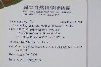 柳葉牛膝藏品圖，第2張