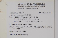 爵床藏品圖，第2張