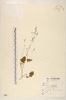 登錄號:S121540藏品圖，第1張