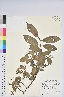 毛脈珍珠花藏品圖，第1張