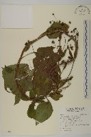 下田菊藏品圖，第1張