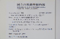 雁來紅、紅莧、老少年藏品圖，第2張