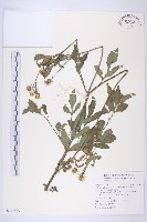 大花咸豐草藏品圖，第1張