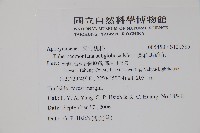 蘭嶼馬蹄花藏品圖，第2張