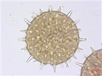 山芙蓉、臺灣山芙蓉、狗頭芙蓉藏品圖，第1張