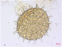 山芙蓉、臺灣山芙蓉、狗頭芙蓉藏品圖，第2張