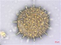 山芙蓉、臺灣山芙蓉、狗頭芙蓉藏品圖，第3張