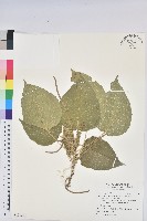 蘭嶼鐵莧、綠島鐵莧藏品圖，第1張