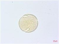 漢氏山葡萄藏品圖，第2張