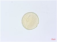 漢氏山葡萄藏品圖，第3張