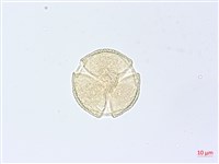 漢氏山葡萄藏品圖，第4張