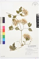 串鼻龍藏品圖，第1張