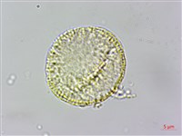 串鼻龍藏品圖，第2張