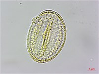 串鼻龍藏品圖，第3張