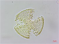 串鼻龍藏品圖，第4張