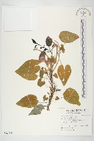 海牽牛藏品圖，第1張