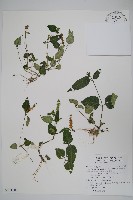 卵葉鱗球花藏品圖，第1張