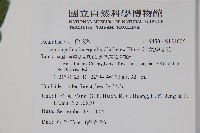 卵葉鱗球花藏品圖，第2張