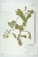 生毛將軍藏品圖，第1張