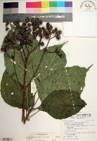 大葉玉葉金花藏品圖，第1張