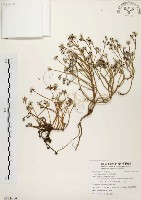 毛馬齒莧藏品圖，第1張