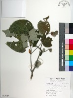 黃槿藏品圖，第1張