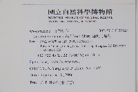 蘭嶼馬蹄花藏品圖，第2張