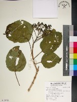 臭娘子藏品圖，第1張