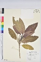 假鐵莧藏品圖，第1張