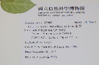 鷗蔓藏品圖，第2張