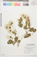 田代氏鐵線蓮藏品圖，第1張