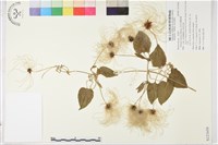 田代氏鐵線蓮藏品圖，第1張