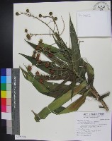 番仔林投藏品圖，第1張