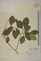 日本賽衛矛、日本假衛矛藏品圖，第1張